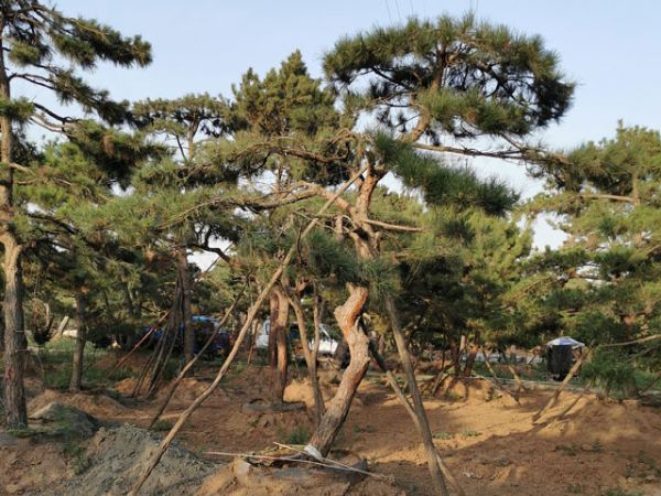 關于造型油松的移栽你應該知道多少？